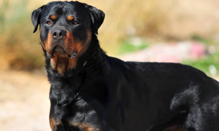 Toddler narrowly escapes dog attack, mother’s quick action saves the day - News Karnataka