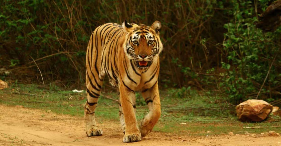 Trekker's brush with a slumbering tiger sparks panic in Idukki hills - News Karnataka