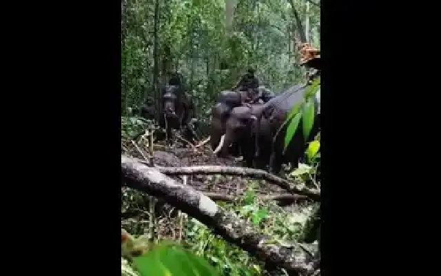 Tusker Captured After Causing Panic in Balehonnur - News Karnataka