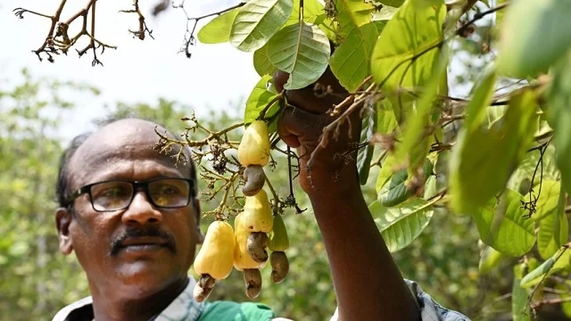 Andhra cashew bags national glory under ODOP, farmers seek fair price boost - News Karnataka