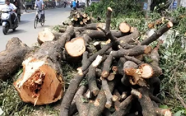Vanishing Trees In Bengaluru Ignite Public Outcry Over Urban Expansion - News Karnataka