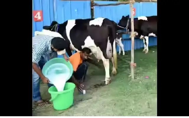 Veterinary Crisis Hits Dairy Heartland of Kushalnagar, Farmers Demand Urgent Action - News Karnataka