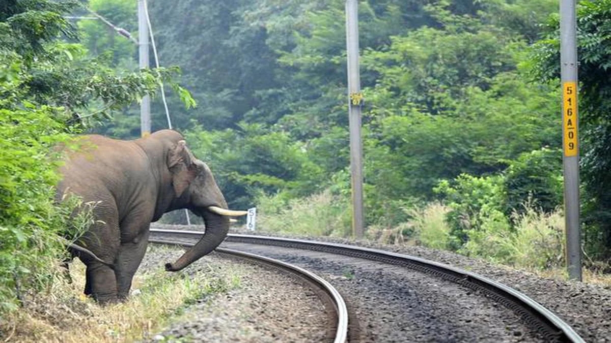 Wild elephant damages house; locals raise concerns over forest dept response - News Karnataka