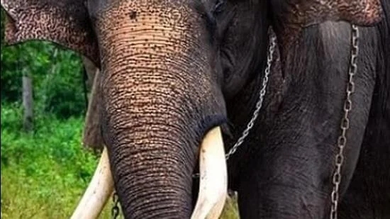 Wild elephant rampage leaves one dead, another injured in Kodagu village - News Karnataka