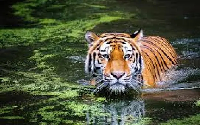 Young tiger rescued from cow dung gas well in Mysuru village - News Karnataka