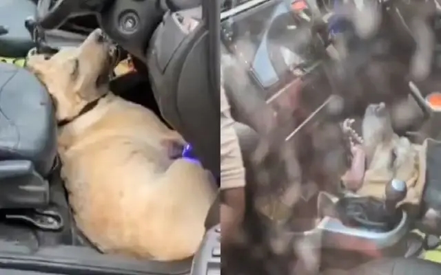 Locked and Left: Dog Suffocates in Car at Vrindavan, Sparks Public Outrage - News Karnataka