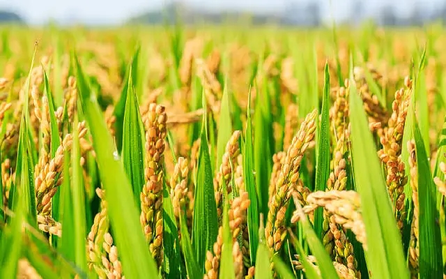 Youth Sow Seeds of Change: Church Groups Embrace Farming in Udupi Fields - News Karnataka