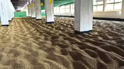 Monsooned Malabar Coffee: A Coastal Brew Born of History and the Monsoon - News Karnataka