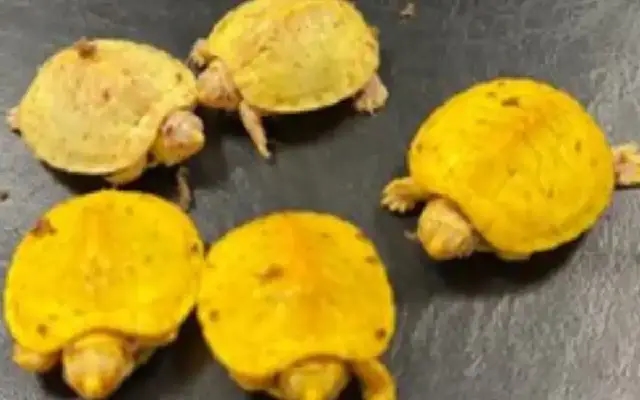 Passenger Nabbed at Mumbai Airport with 54 Exotic Animals - News Karnataka
