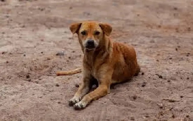 Activists march in bengaluru to oppose sc order on stray dogs - News Karnataka