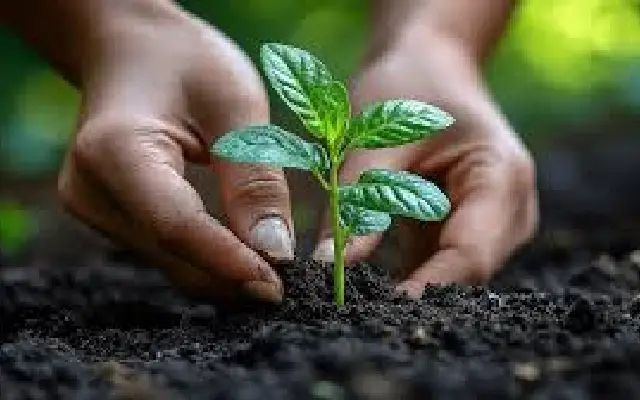 Amara tree drive transforms Mangaluru’s green cover with massive plantation push - News Karnataka