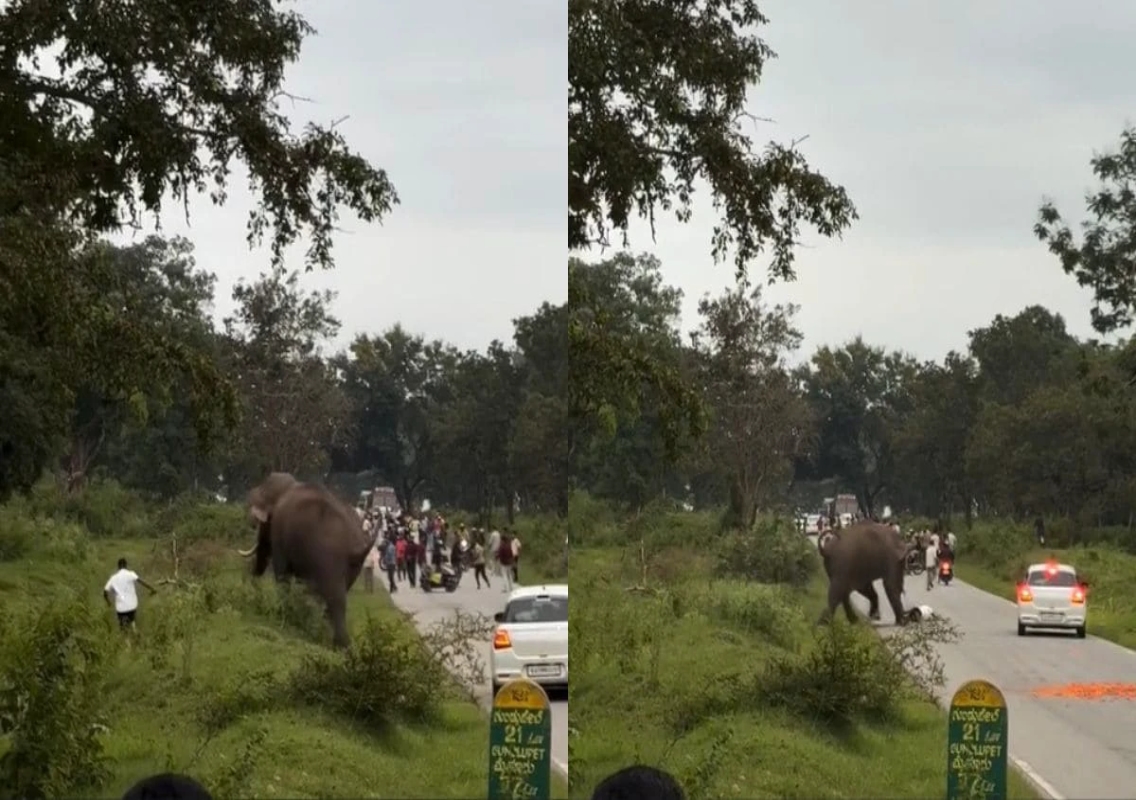 Bandipur: Kerala tourist survives elephant charge during risky photo attempt - News Karnataka
