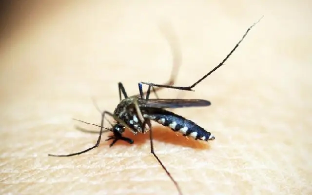 Bengaluru Records Sharp Fall In Dengue Cases Compared To Last Year - News Karnataka