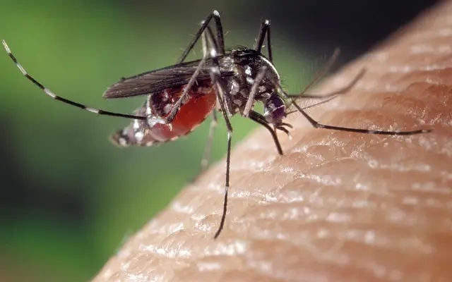 Bengaluru records 90% drop in dengue cases this July - News Karnataka