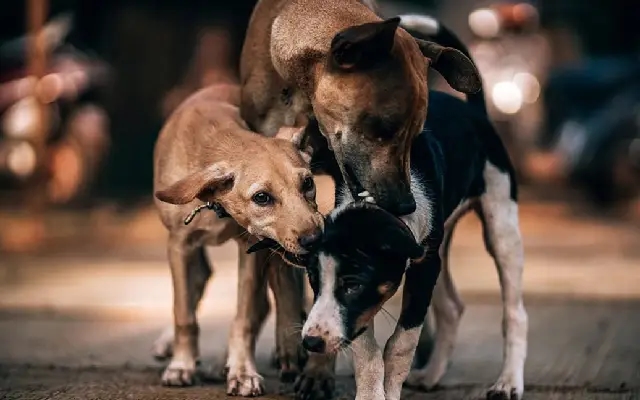 Bengaluru’s stray dog challenge persists despite BBMP’s ABC programme - News Karnataka