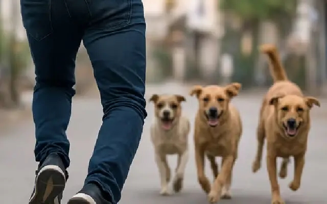 Bengaluru techie chased by dogs, mistaken for thief - News Karnataka