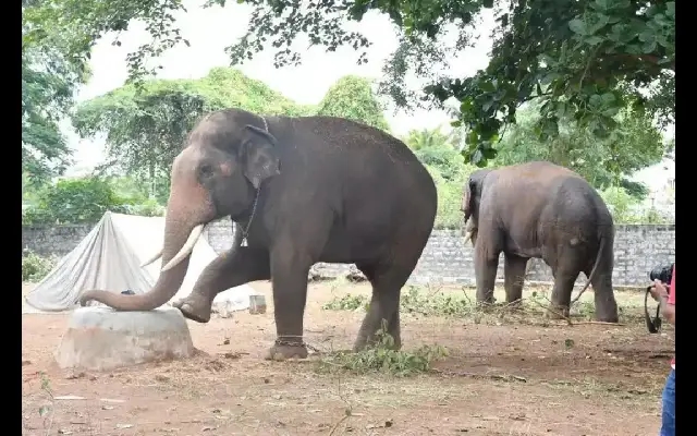 Bheema emerges as Dasara’s heaviest amongst nine elephants - News Karnataka