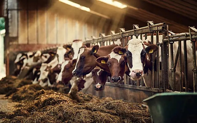 Cattle Thieves Ram Police at Hejamady Tollgate; One Held, Manhunt On - News Karnataka