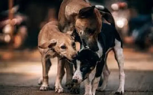 Chennai joins nationwide protests against SC order on relocating stray dogs - News Karnataka