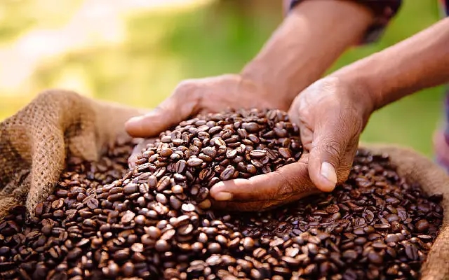 Coffee cultivation urged to support arecanut farmers in Dakshina Kannada - News Karnataka
