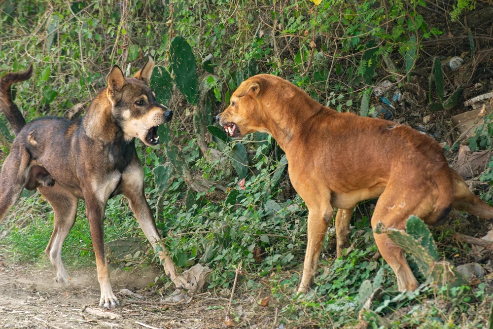 SC warns dog lovers as it orders mass removal of all Delhi-NCR strays in 8 weeks - News Karnataka