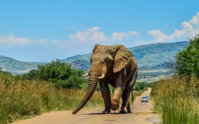 Elderly Man Killed in Late-Night Elephant Attack in Sullia - News Karnataka