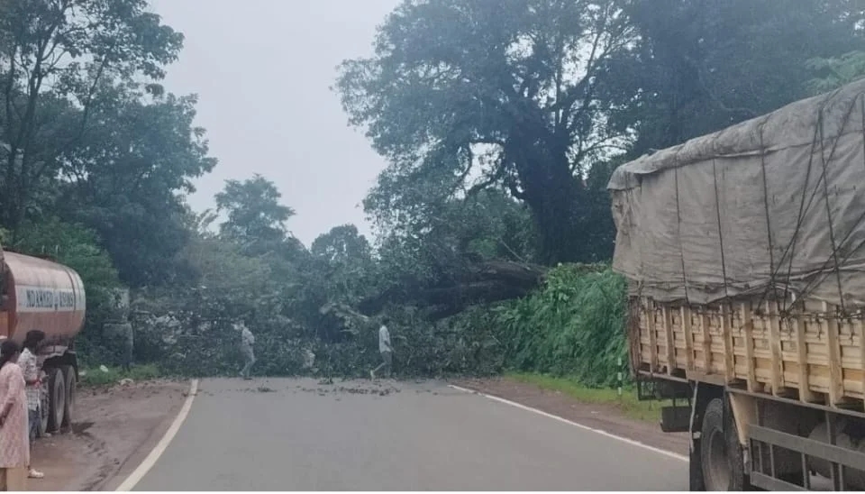 Bantwal: Tree fall on Mani-Mysuru highway disrupts traffic, no injuries reported - News Karnataka