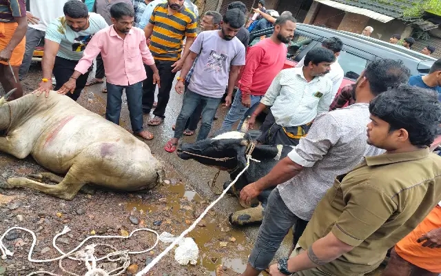 Illegal Cow Transport Busted in Belthangady; Two Suspects Flee After Attacking Police - News Karnataka