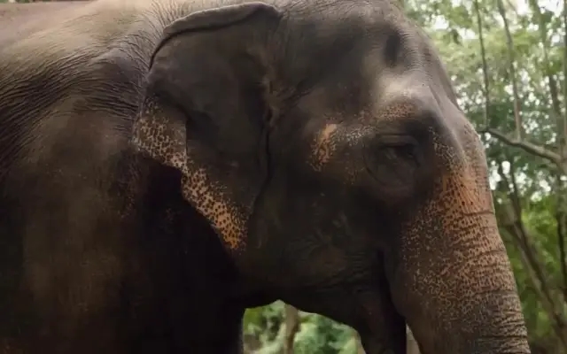 Kolhapur demands return of elephant Mahadevi from Gujarat's Vantara sanctuary - News Karnataka