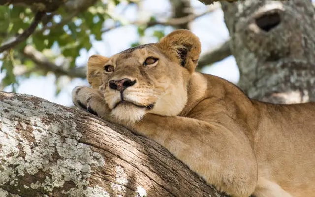 Mysuru Zoo Mourns Loss of 21-Year-Old Lioness Rakshitha - News Karnataka