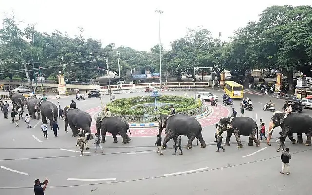 Majestic Dasara elephants start early training on Mysuru’s royal route - News Karnataka