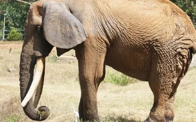 Richie, the lone African elephant of Mysuru, walks a silent path of solitude - News Karnataka