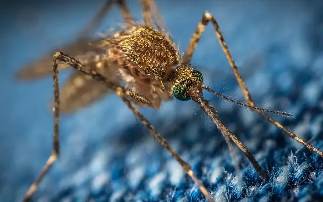 World Mosquito Day 2025: Stop the Bite, Stay Safe This Monsoon - News Karnataka