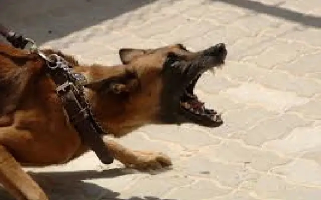 Pet dog attacks domestic help in ghaziabad, owner ignoring victim - News Karnataka