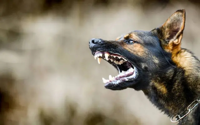 Mangaluru Launches Rabies Awareness Drive Amid Rising Dog Bite Cases - News Karnataka