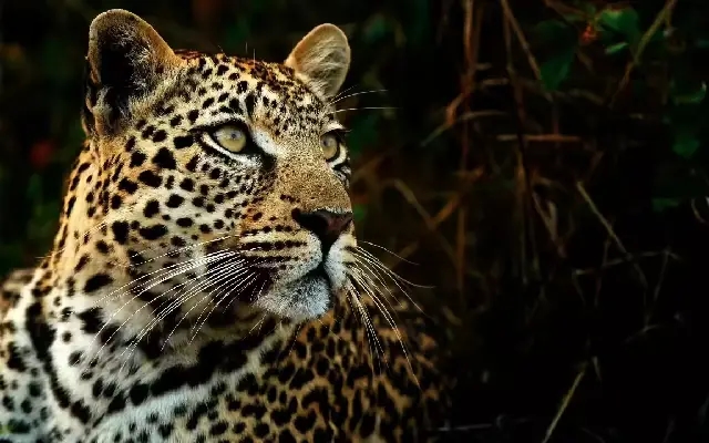 Rakshabandhan turns into tragedy as 3-year-old boy killed by leopard - News Karnataka