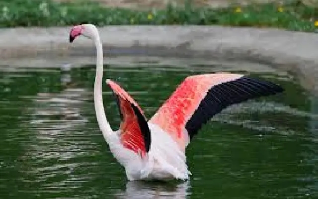 Rare lesser flamingo sighted for the first time in udupi, thrills birdwatchers - News Karnataka