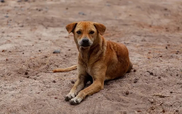 SC reserves verdict on stray dog dispute amid heated debate - News Karnataka