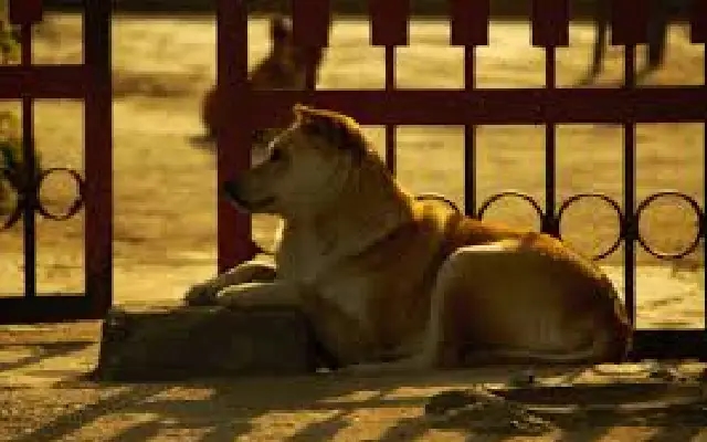 SC stray dog relocation order sparks concerns in Bengaluru - News Karnataka