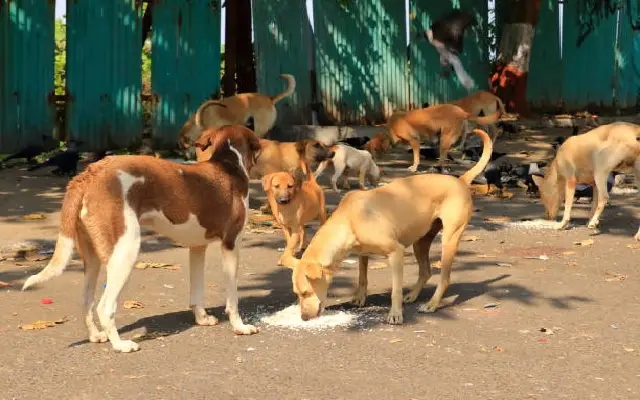 Elderly Farmer Mauled to Death by Stray Dogs in Bengaluru; Nation Alarmed - News Karnataka