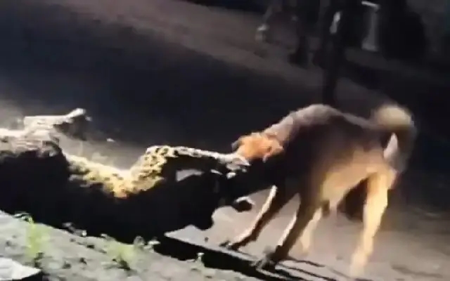 Stray dog fends off leopard in dramatic Nashik encounter - News Karnataka