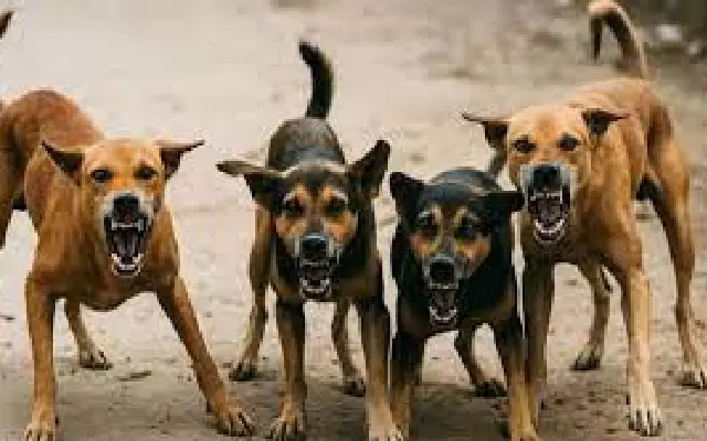 Supreme Court modifies order on stray dogs, sets national framework - News Karnataka