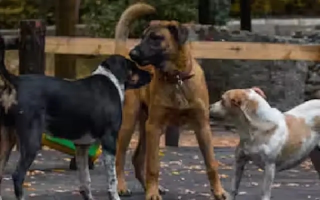 Supreme Court orders immediate removal of stray dogs from delhi - News Karnataka