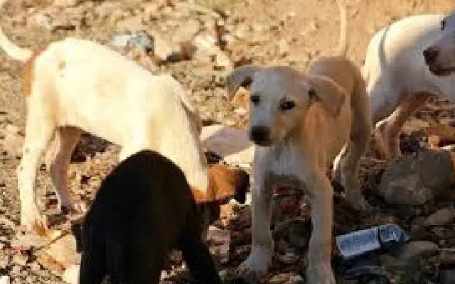 Supreme Court to deliver verdict on stray dog capture order on Friday - News Karnataka