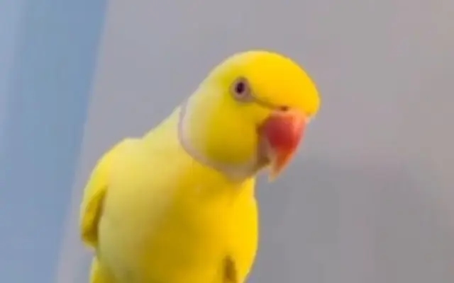 Talking Parrot Helps Expose Drug Gang as Police Bust £Millions Operation - News Karnataka
