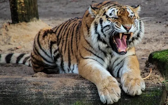 Tiger sighting at Rare Materials Project in Mysuru keeps foresters alert - News Karnataka