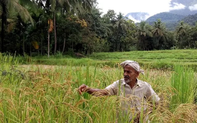 Veteran rice conservator urges revival of traditional paddy to save nature - News Karnataka