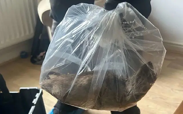 Viral 22-Inch Rat Sparks Fear Over Growing Infestation in UK Town - News Karnataka