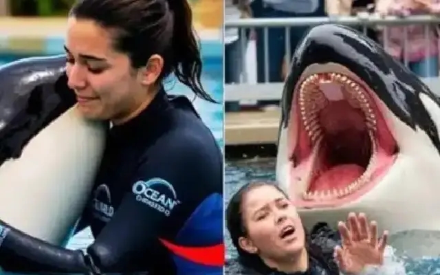 Viral killer whale attack on ‘Jessica Radcliffe’ exposed as AI-generated hoax - News Karnataka
