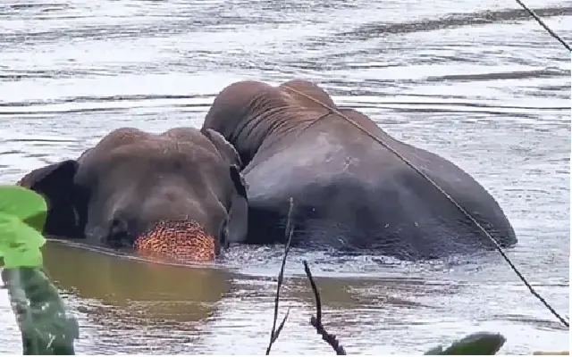 Wild Elephants Spotted Bathing in Netravati River, Bantwal - News Karnataka